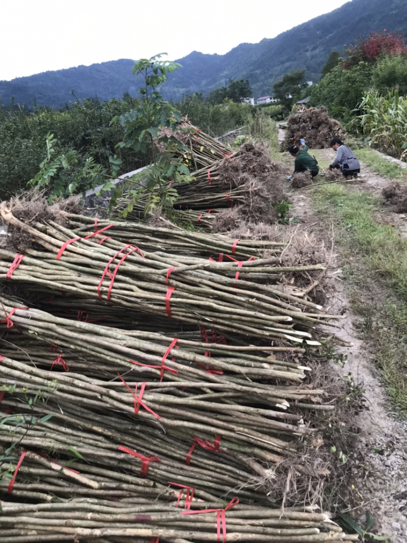 占地紫薇，价格低廉，支持现场看货，支持视频看货，
