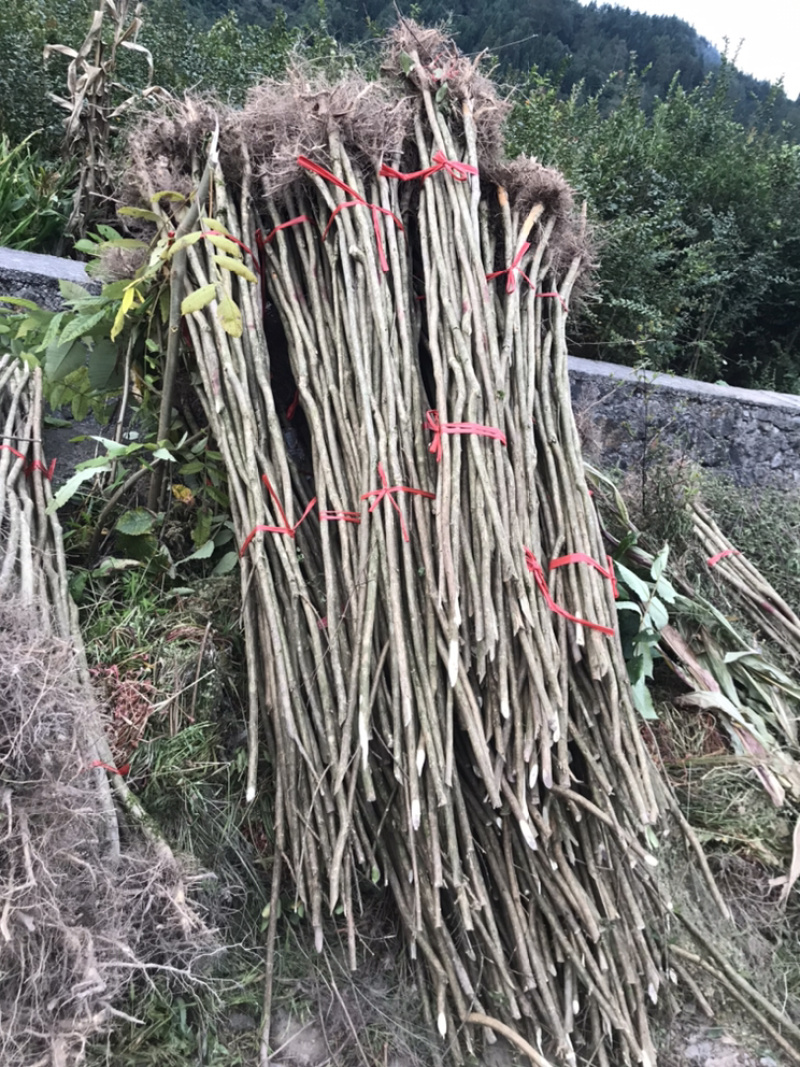 占地紫薇，价格低廉，支持现场看货，支持视频看货，
