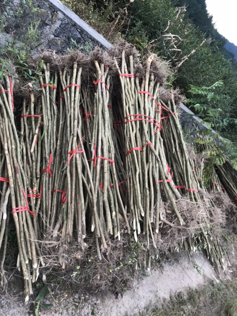 占地紫薇，价格低廉，支持现场看货，支持视频看货，
