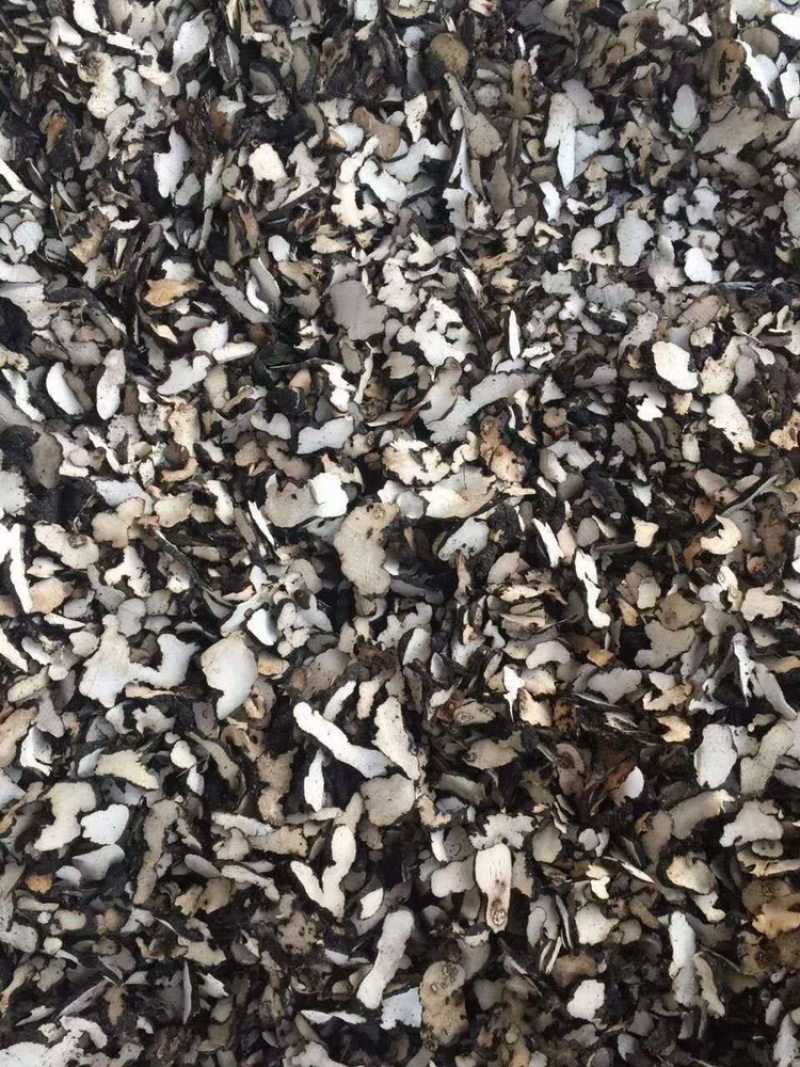 猪苓正品猪苓切片产地直销量大从优