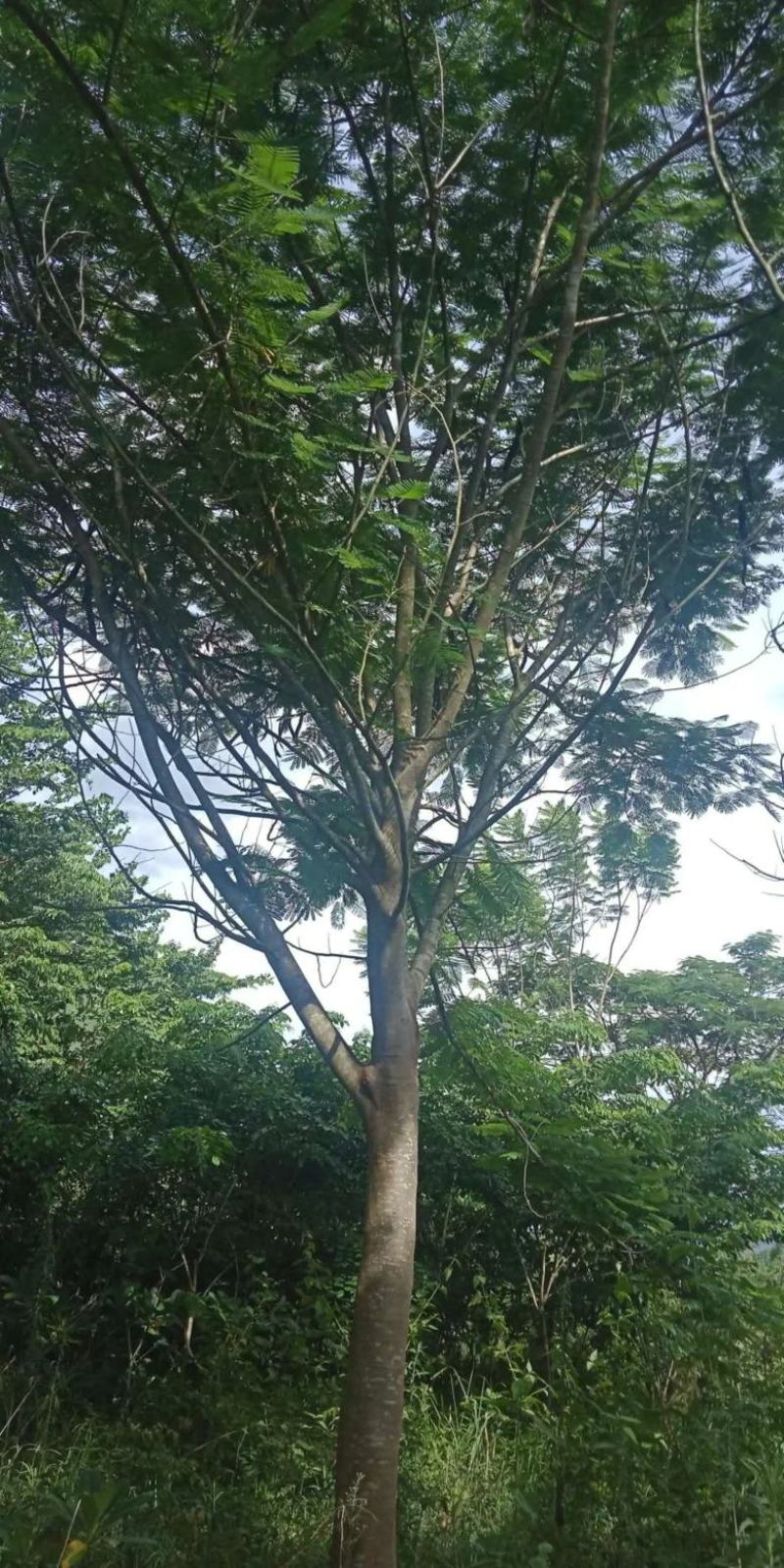 攀枝花凤凰木/各规格/现货