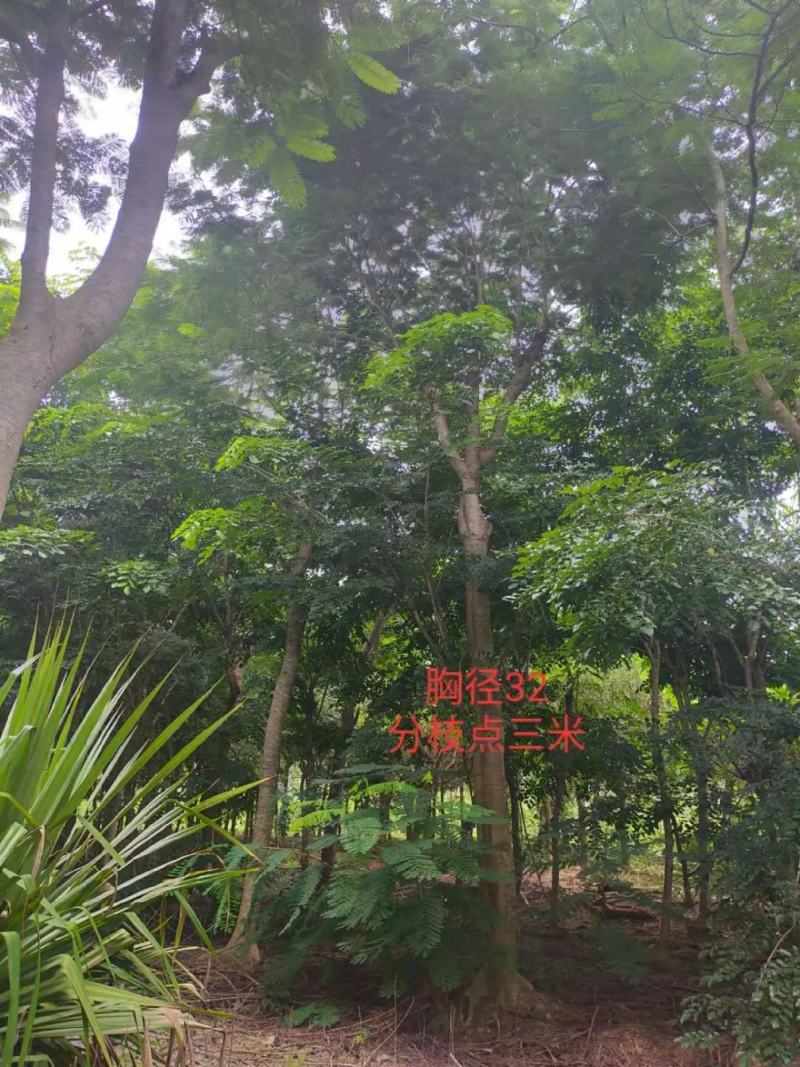 攀枝花凤凰木/各规格/现货