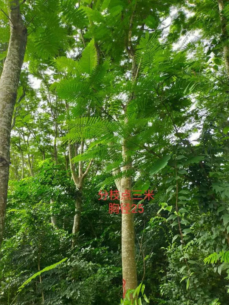 攀枝花凤凰木/各规格/现货