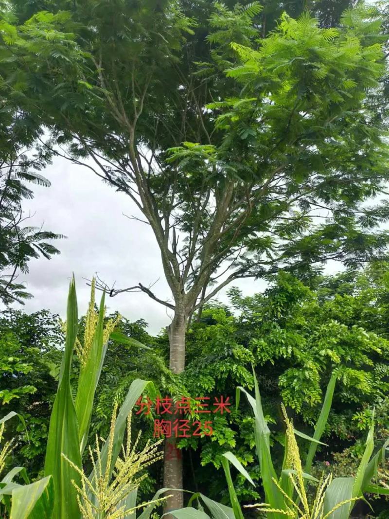 攀枝花凤凰木/各规格/现货