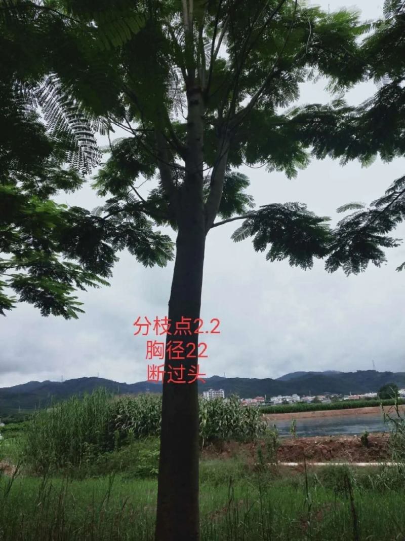 攀枝花凤凰木/各规格/现货