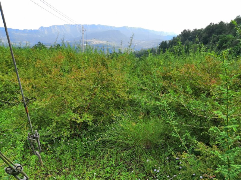 刺梨苗刺梨树四年五年树龄苗木