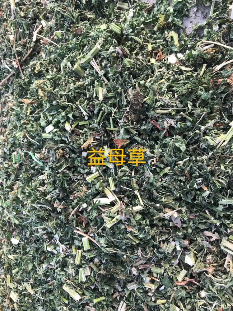 益母草真品吸尘益母草产地直销量大从优