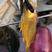 黄姑鱼，春子鱼，铜鱼，铜锣鱼