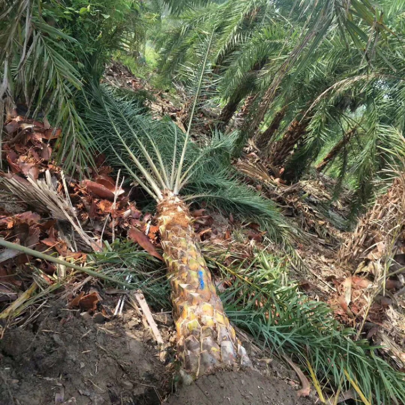 银海枣中东海枣现货基地直发