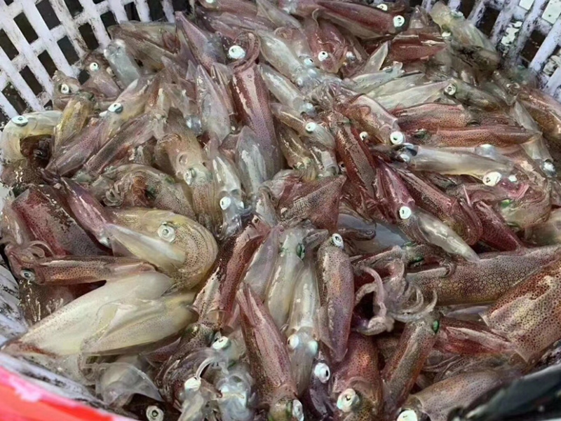 东山活冻鱿鱼盒装400克