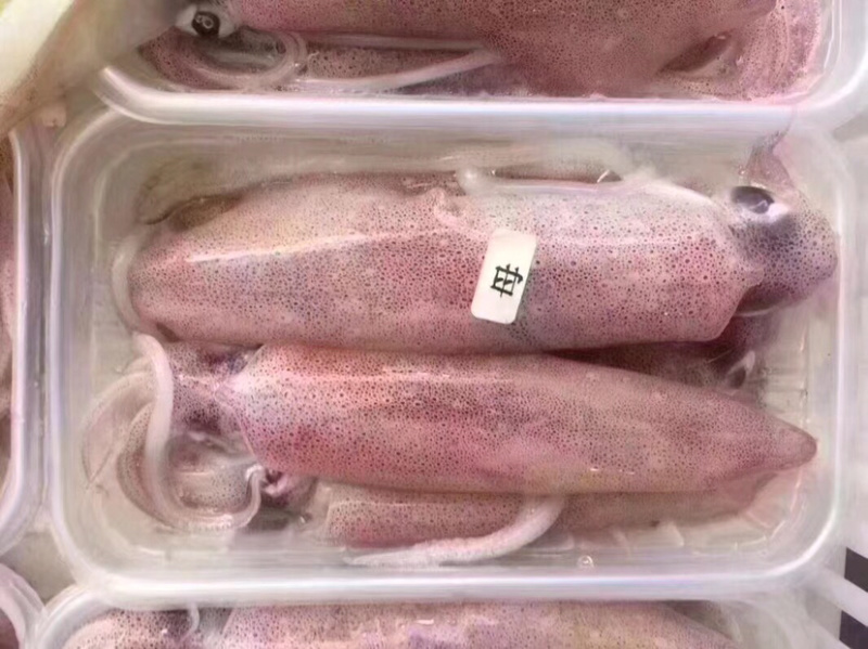 东山活冻鱿鱼盒装400克