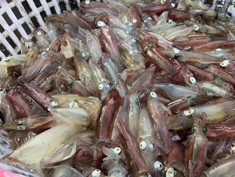 东山活冻鱿鱼盒装400克