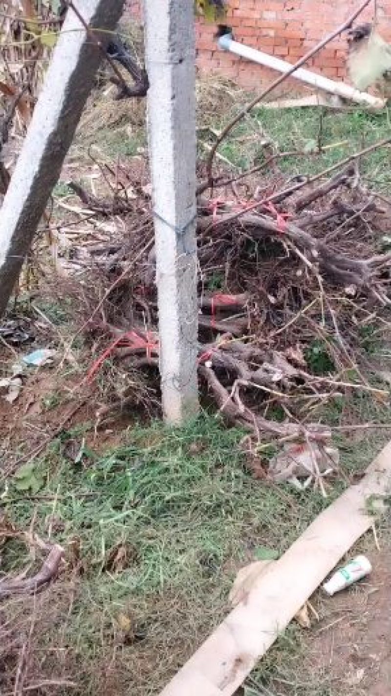 占地葡萄树，及绿化树，苗木工程