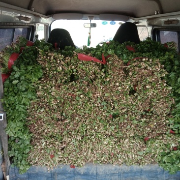 精品香菜开园上市需要的速度联系