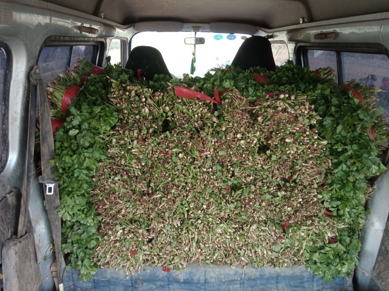 精品香菜开园上市需要的速度联系