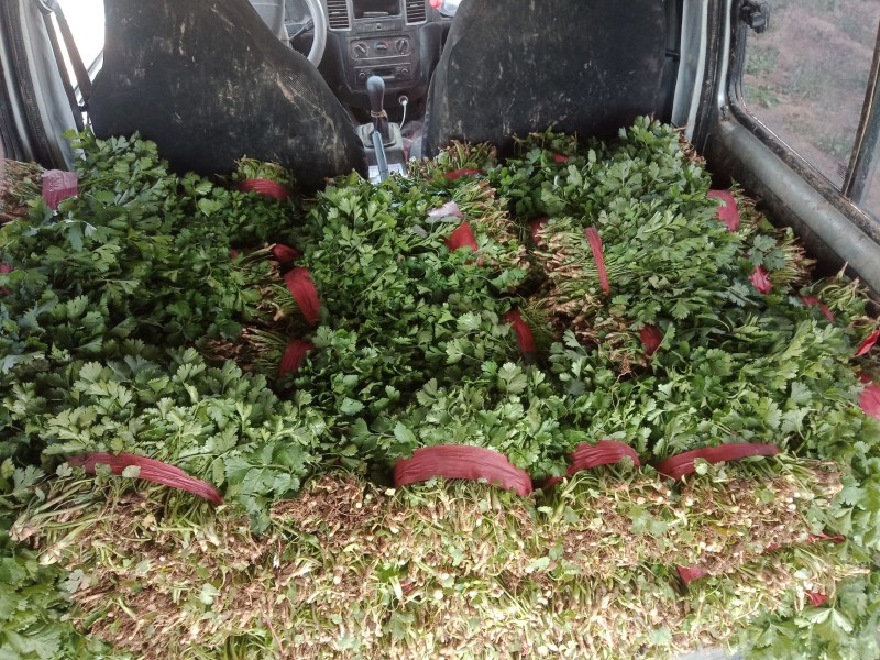 精品香菜开园上市需要的速度联系
