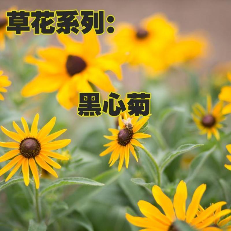 黑心菊花籽黑心金光菊室外景观绿化花卉草花种子四季庭院多年