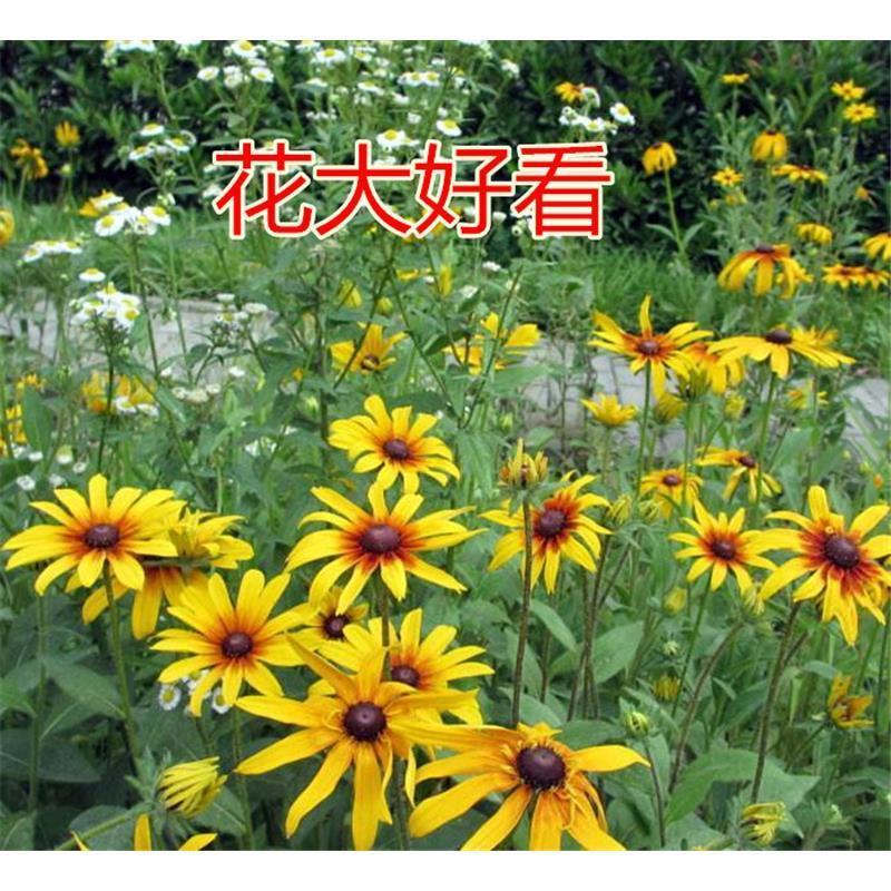 黑心菊花籽黑心金光菊室外景观绿化花卉草花种子四季庭院多年