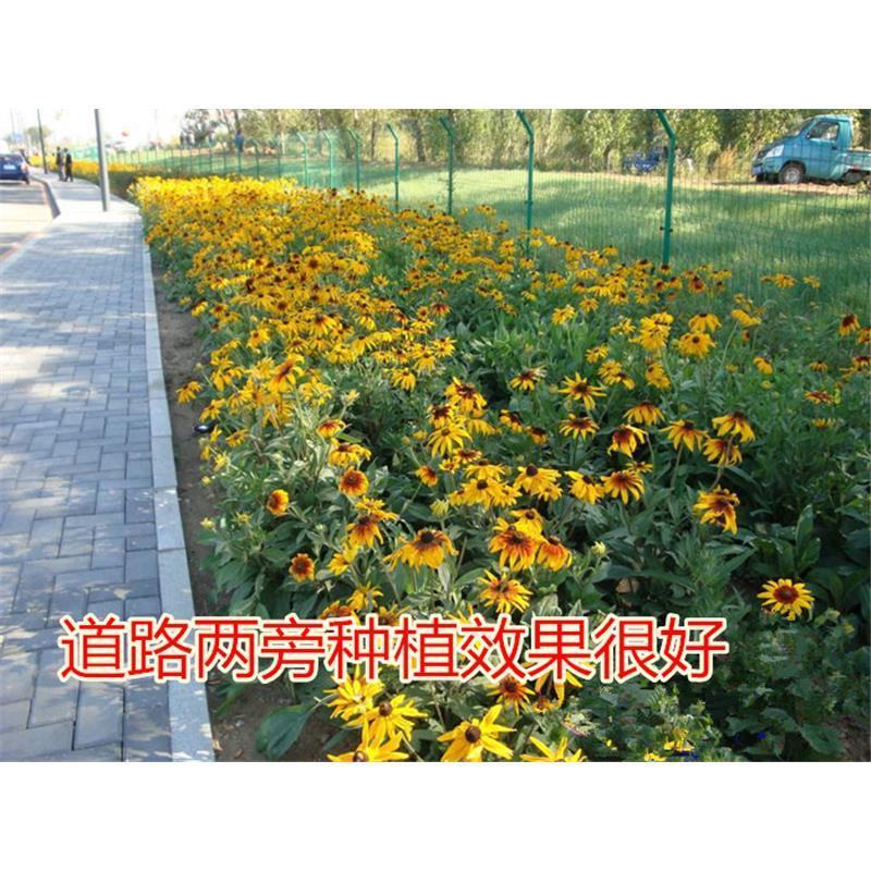 黑心菊花籽黑心金光菊室外景观绿化花卉草花种子四季庭院多年