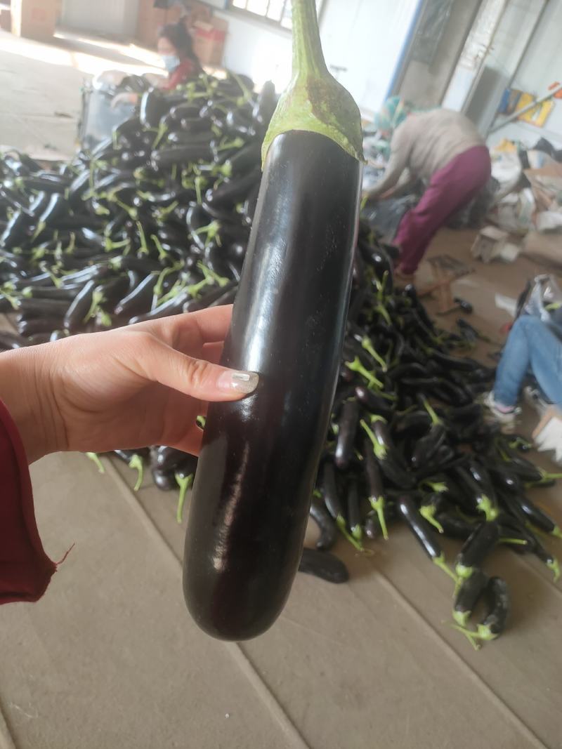 子茄子，承接全国订单，货源充足，产地直发