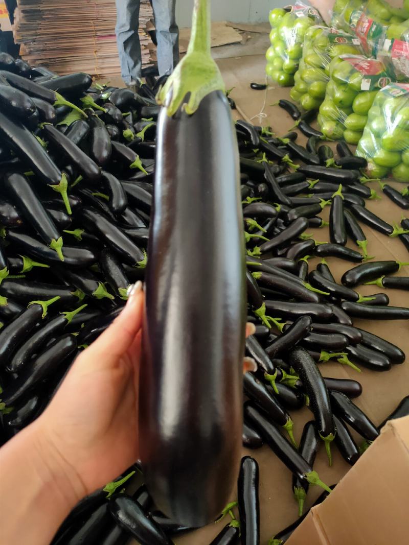 子茄子，承接全国订单，货源充足，产地直发