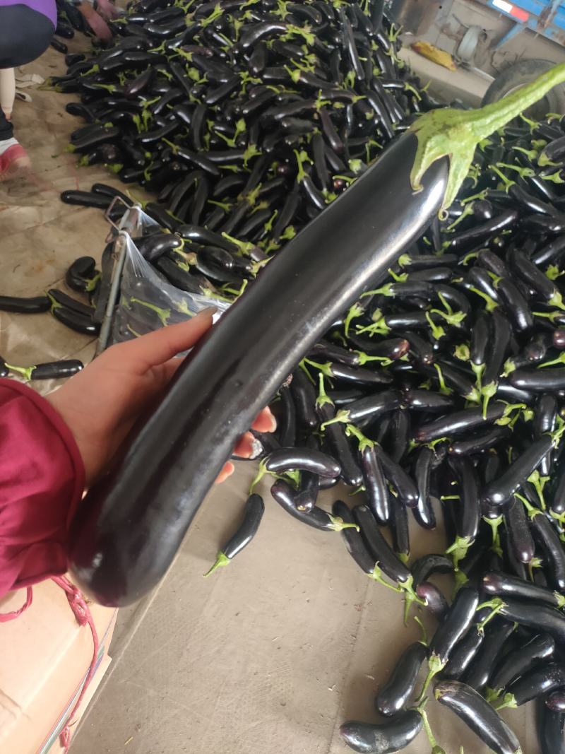 子茄子，承接全国订单，货源充足，产地直发
