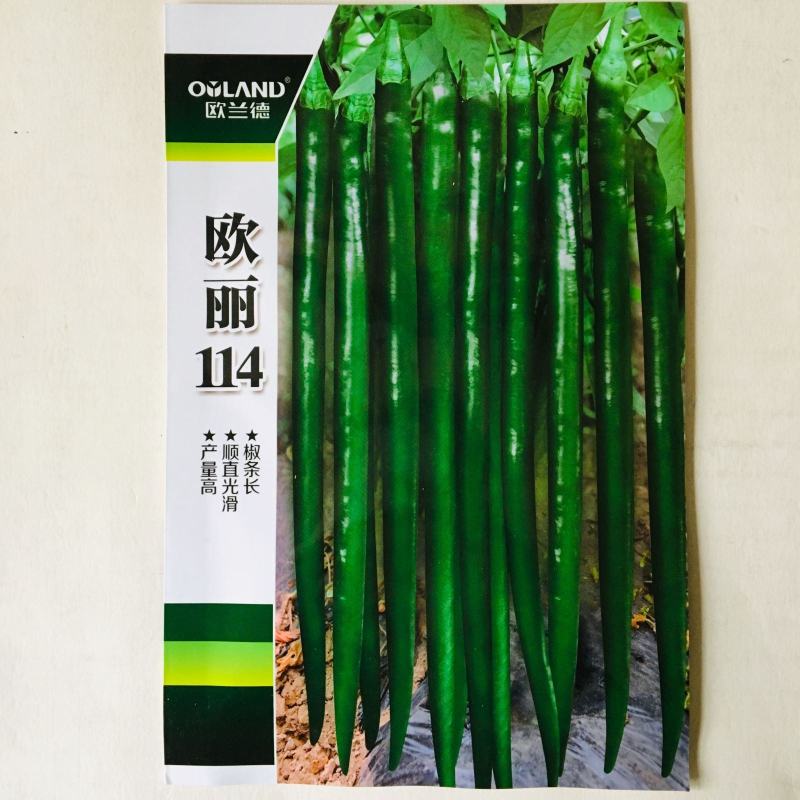 线椒种子欧丽114黑线辣妹子干红两用线椒种子