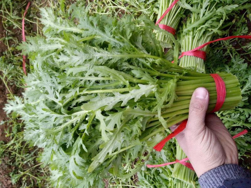 【茼蒿】小叶茼蒿大量现货，现采现发产地直发质量保证！