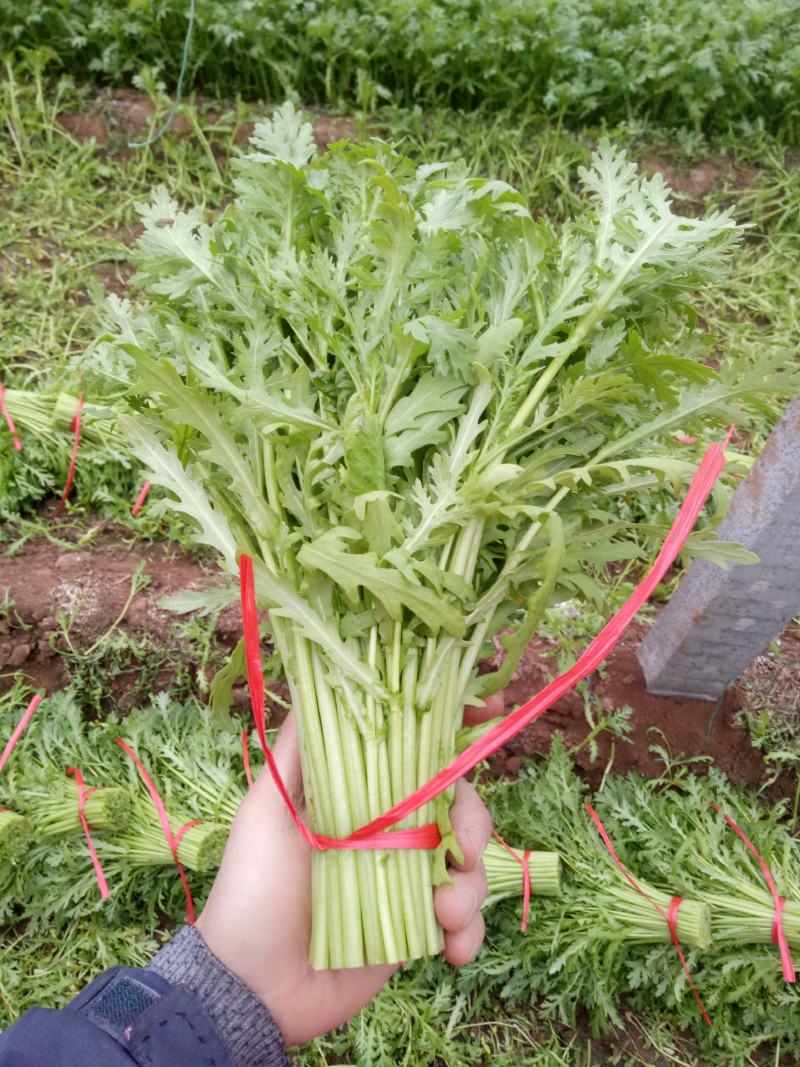 【茼蒿】小叶茼蒿大量现货，现采现发产地直发质量保证！
