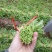 【茼蒿】小叶茼蒿大量现货，现采现发产地直发质量保证！