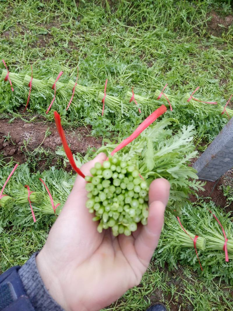 【茼蒿】小叶茼蒿大量现货，现采现发产地直发质量保证！