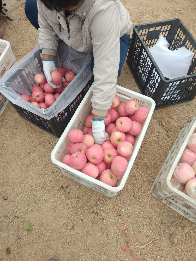 山东红富士，红富士苹果供应之中，货源充足，质量保证。