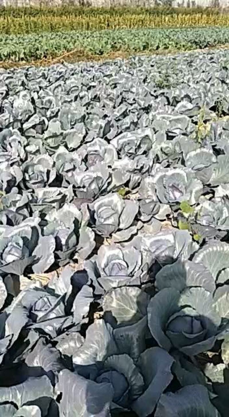 蔬菜必九紫干兰颜色好个头匀