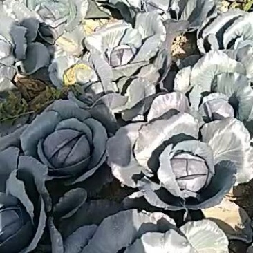 蔬菜必九紫干兰颜色好个头匀