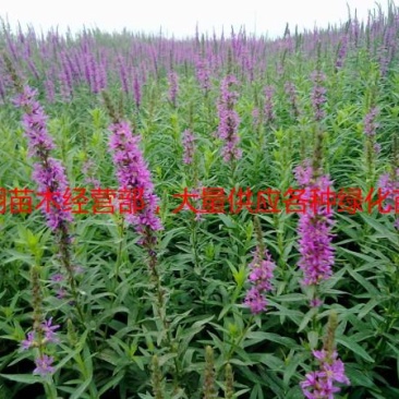 自产自销140亩千屈菜基地规格齐全常年大量现货待售