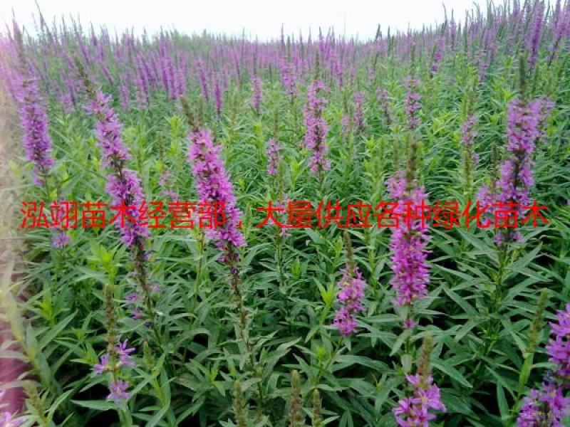 自产自销140亩千屈菜基地规格齐全常年大量现货待售
