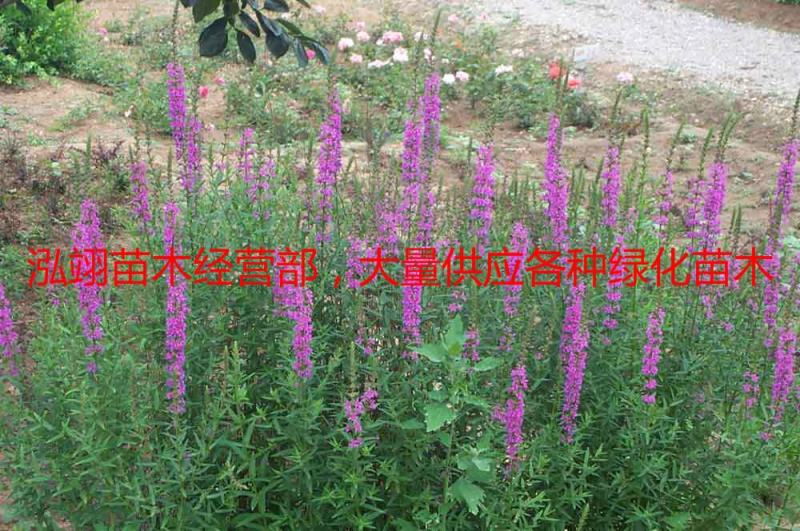 自产自销140亩千屈菜基地规格齐全常年大量现货待售