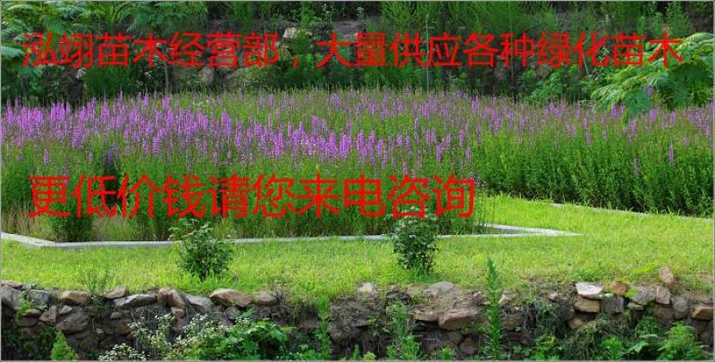 自产自销140亩千屈菜基地规格齐全常年大量现货待售