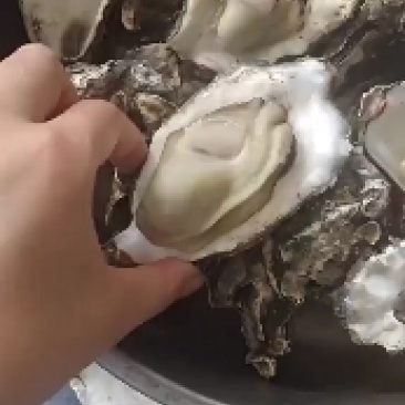纯渤海湾生蚝大量批发，有做批发的老板联系我