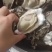 纯渤海湾生蚝大量批发，有做批发的老板联系我
