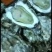纯渤海湾生蚝大量批发，有做批发的老板联系我