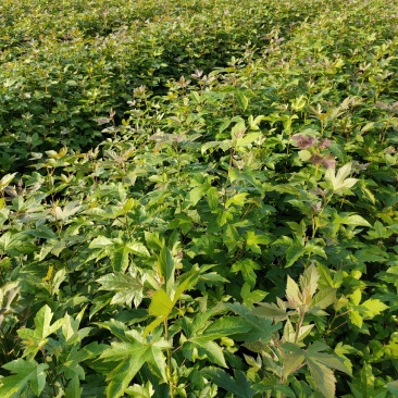 枫香小苗1公分2公分3公分枫香造林苗