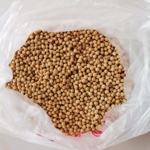 出售二茬快豆大量现货