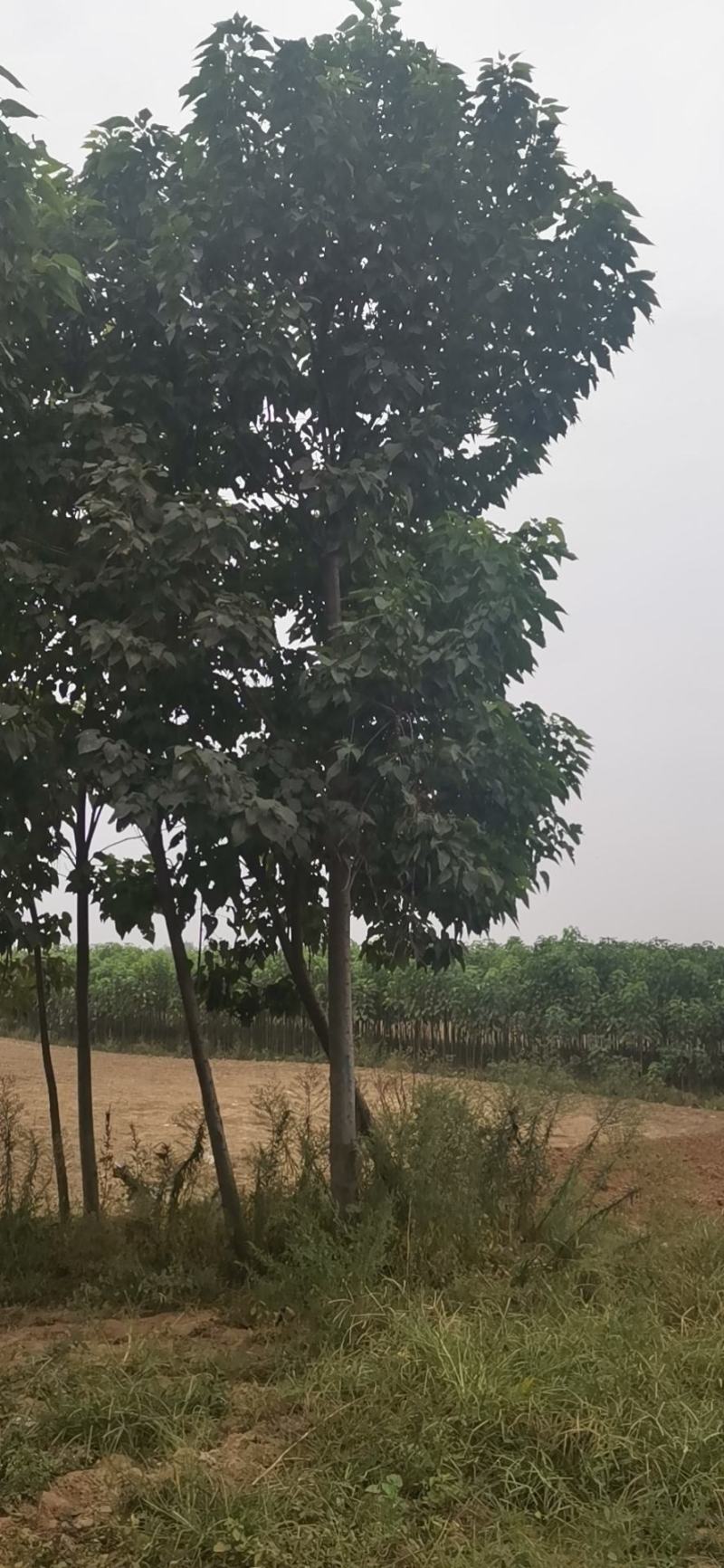 楸树金丝機大量出售河南楸树一手货源欢迎咨询
