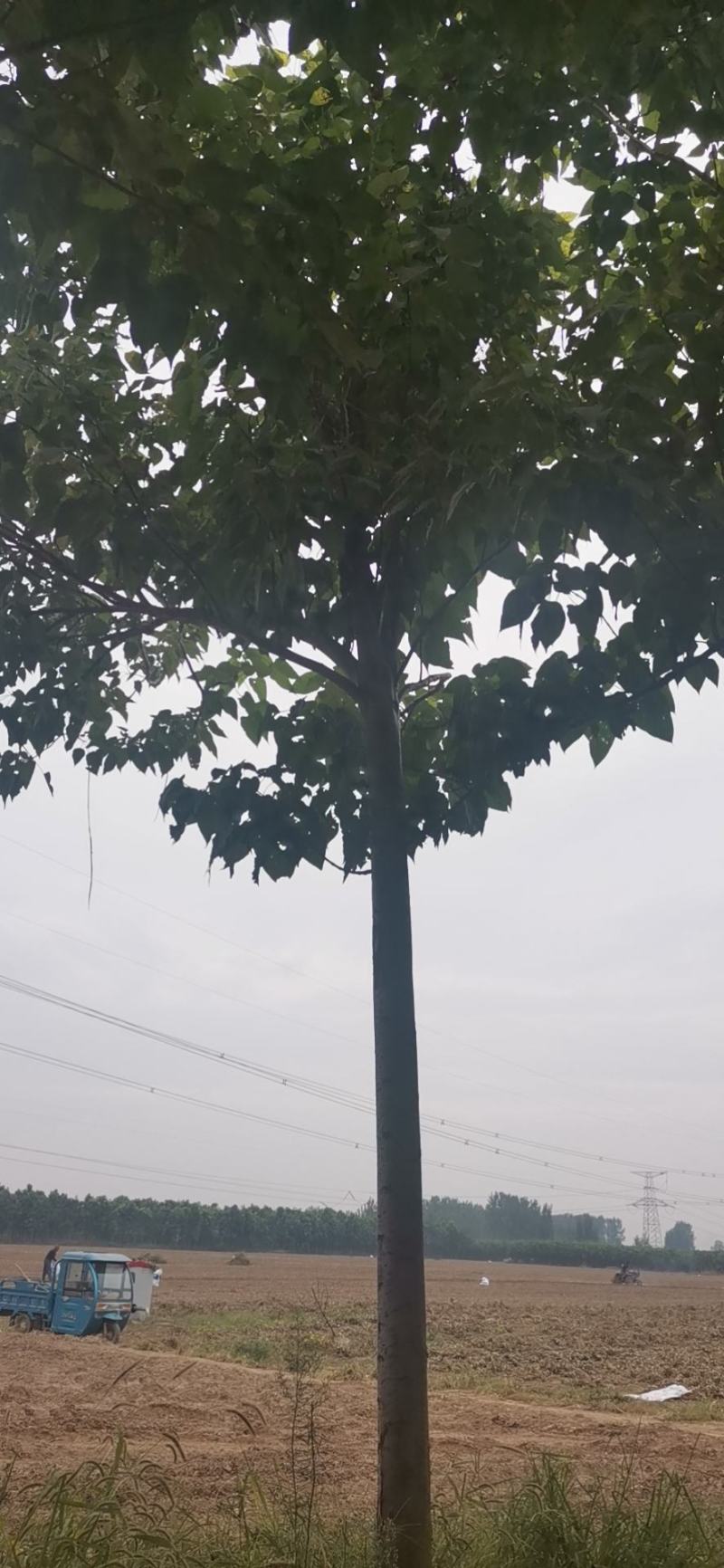 楸树金丝機大量出售河南楸树一手货源欢迎咨询