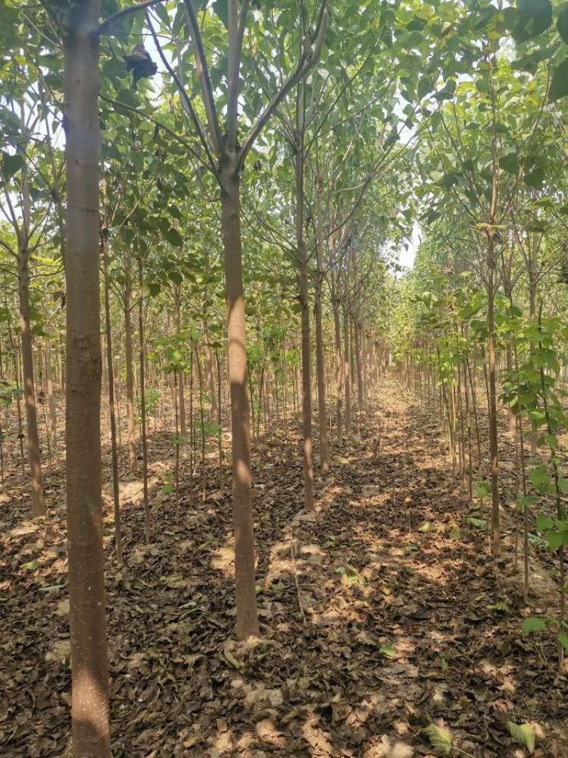 楸树金丝機大量出售河南楸树一手货源欢迎咨询