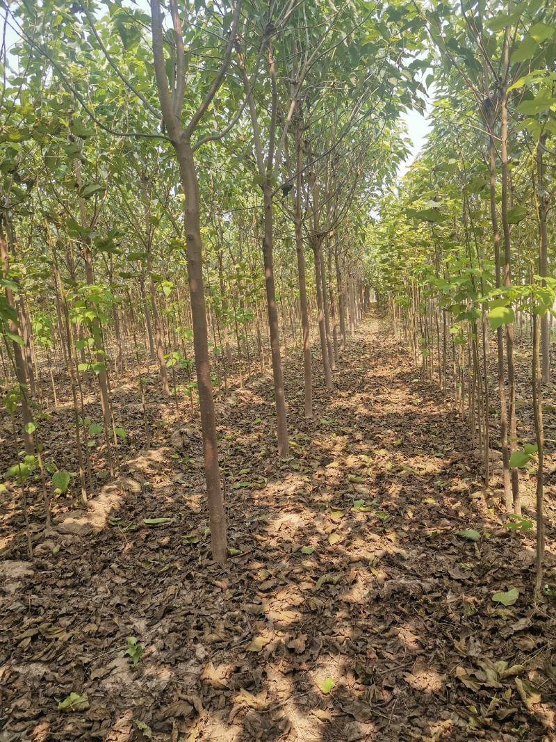 楸树金丝機大量出售河南楸树一手货源欢迎咨询