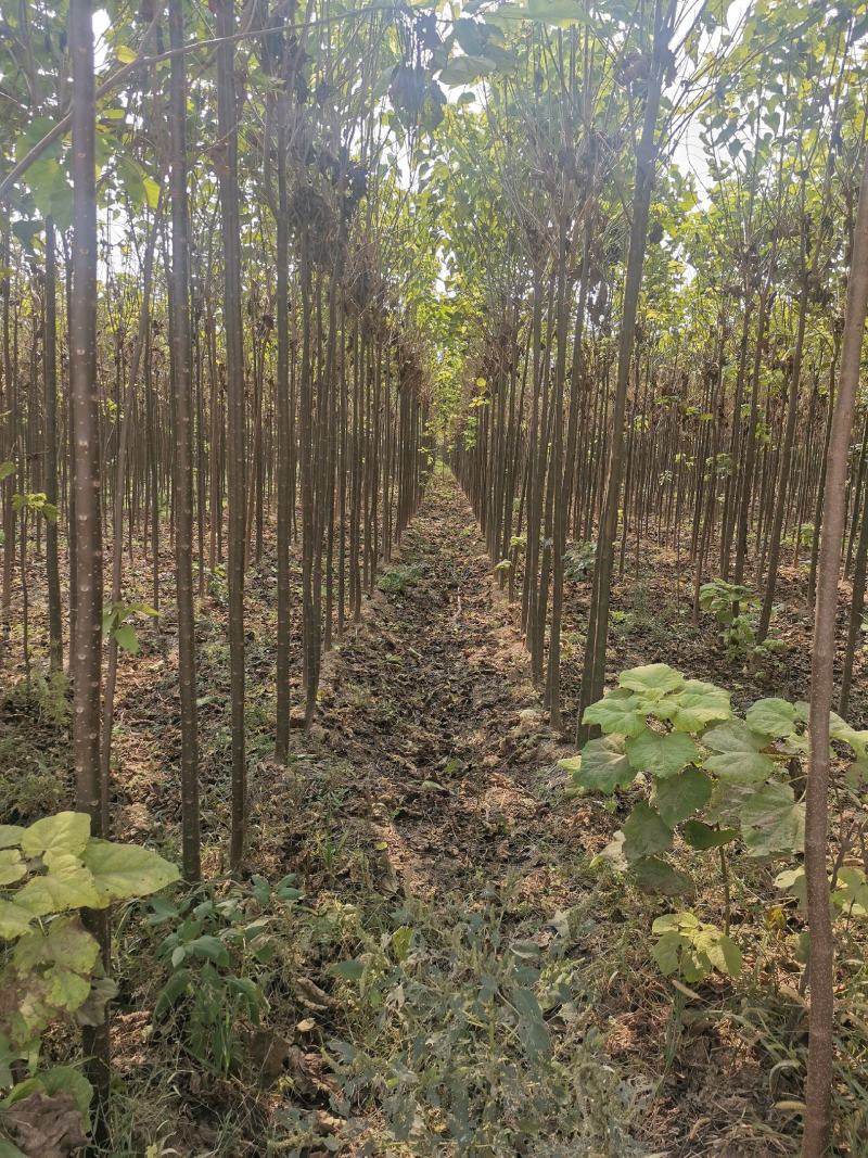 楸树金丝機大量出售河南楸树一手货源欢迎咨询