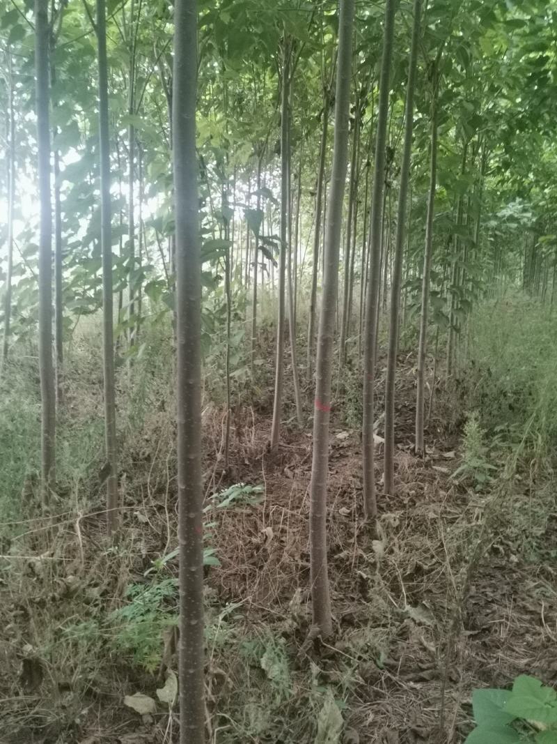 楸树金丝機大量出售河南楸树一手货源欢迎咨询