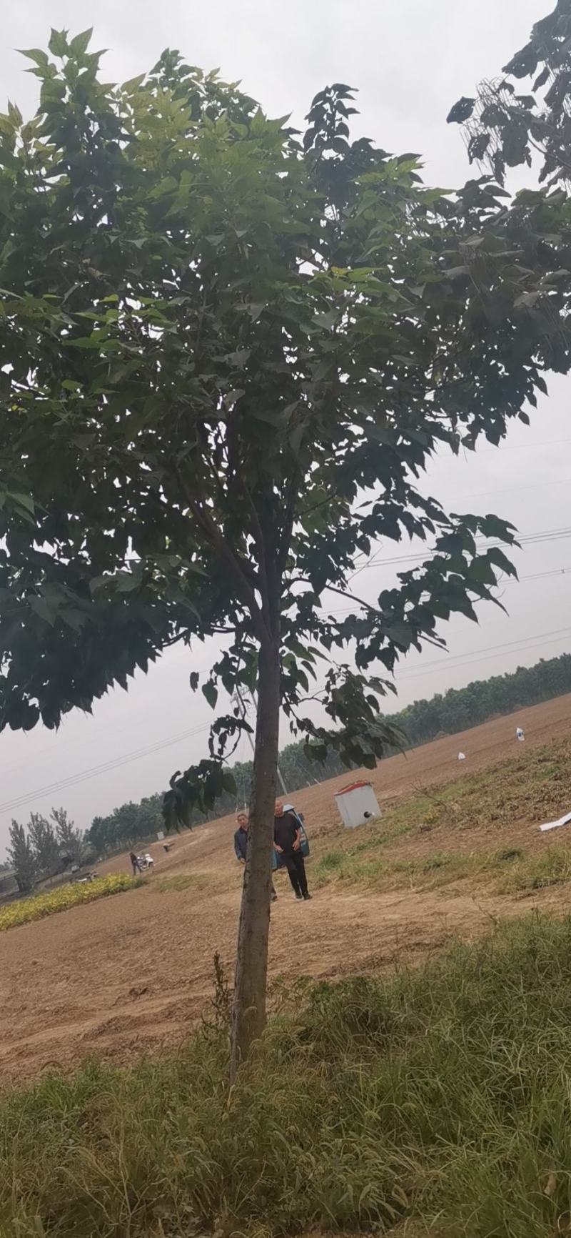 楸树金丝機大量出售河南楸树一手货源欢迎咨询